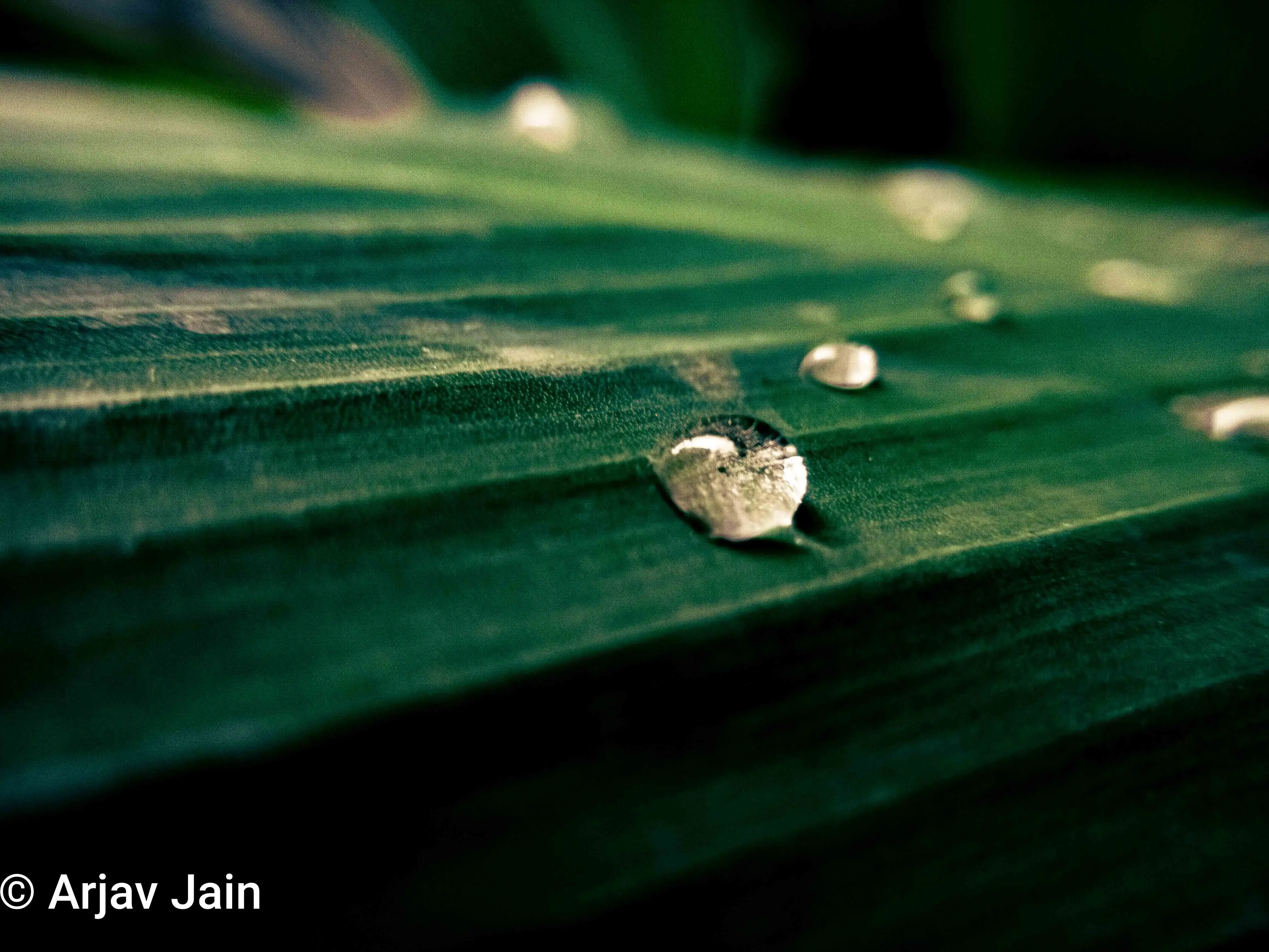 close up shot of water droplets on a green leaf