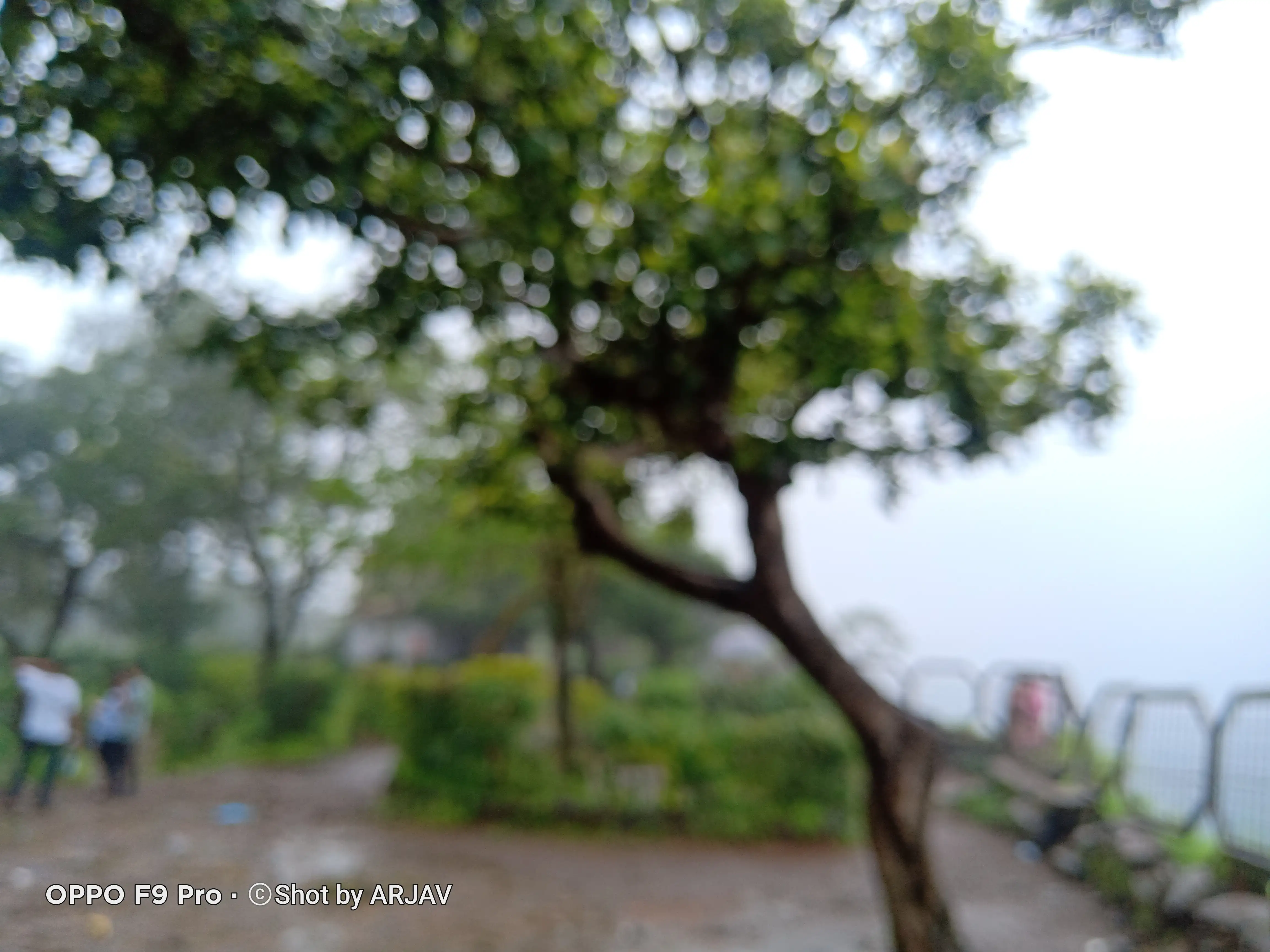 a blurred image a tree during rain